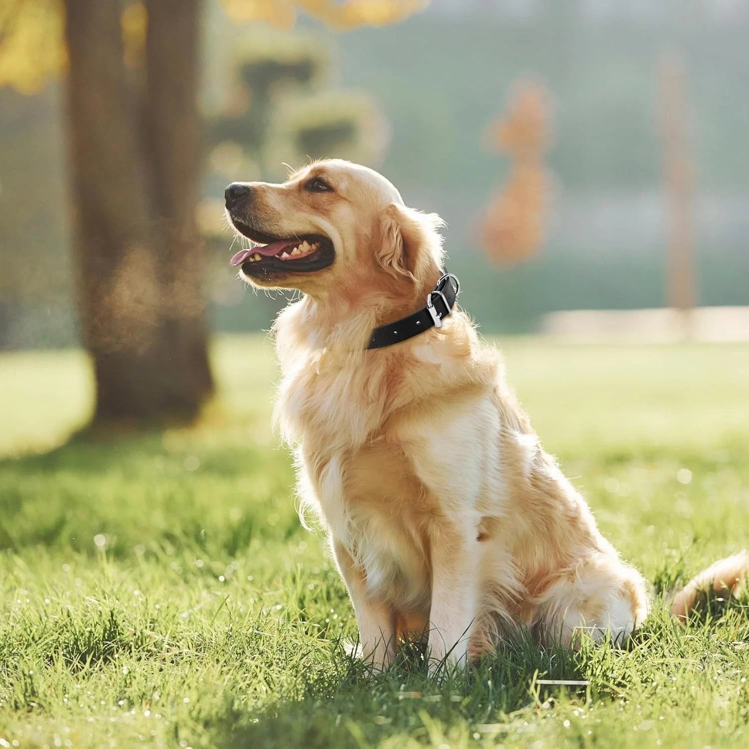 Black Leather Dog Collar for Medium Dog  .75'' Wide x 16" Long