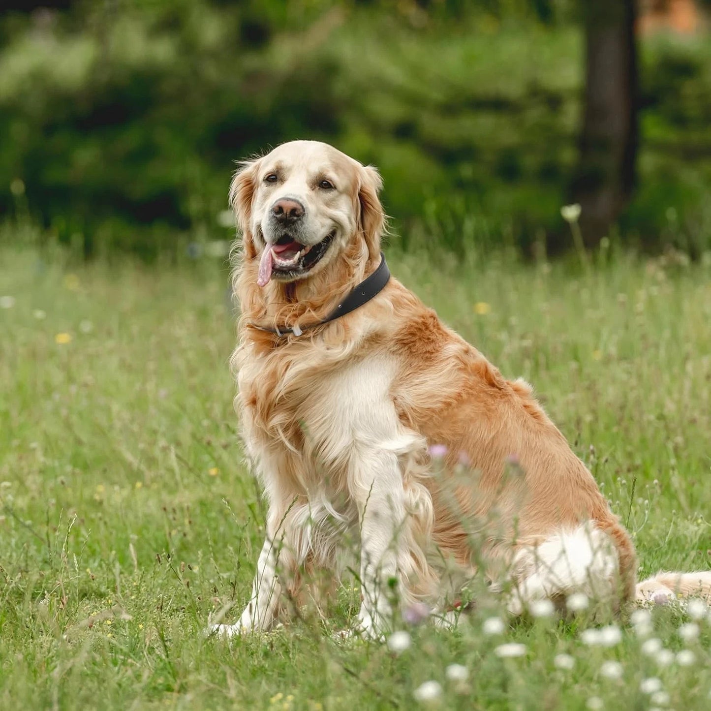 Black Leather Dog Collar for Medium Dog  .75'' Wide x 16" Long